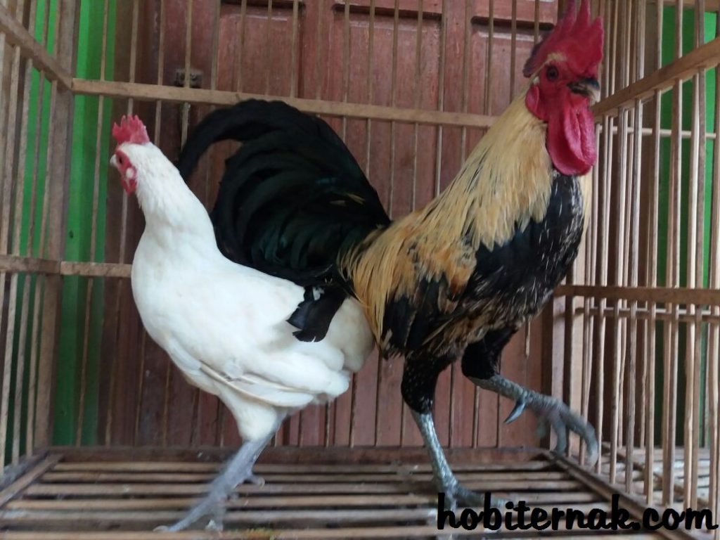 Kebersihan kandang ayam ketawa harus selalu di jaga agar ayam tetap merasa nyaman di dalam kandang