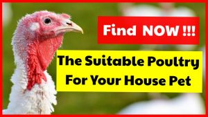 Alternative Poultry That Can Be Used As House Pet Find Various Kind Of Poultry Farming You Can Choose As A House Pet