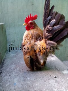 Adult Serama Chicken