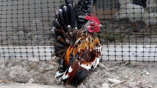 adult serama chicken