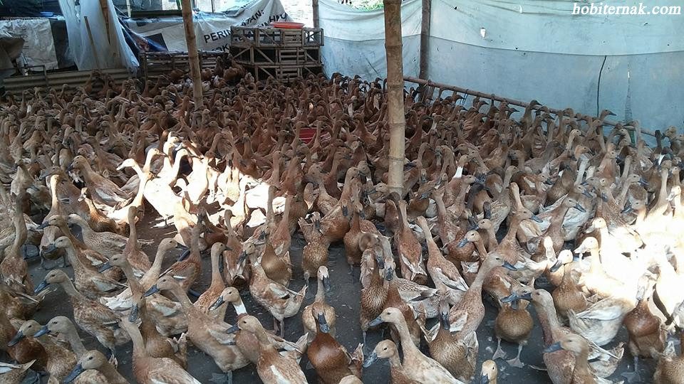 Bebek Petelur Lokal Mojosar saat ini banyak dikembangkan oleh masyarakat sebagai penghasil daging | image 4