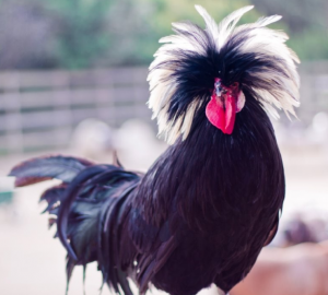You can choose Polish Chicken to raised, because they are not rare chicken breeds so it's easy to obtain.