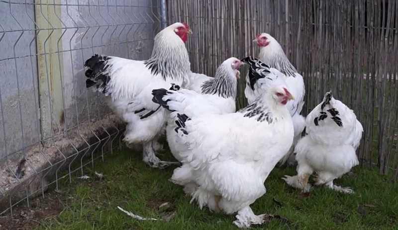 Ayam Brahma