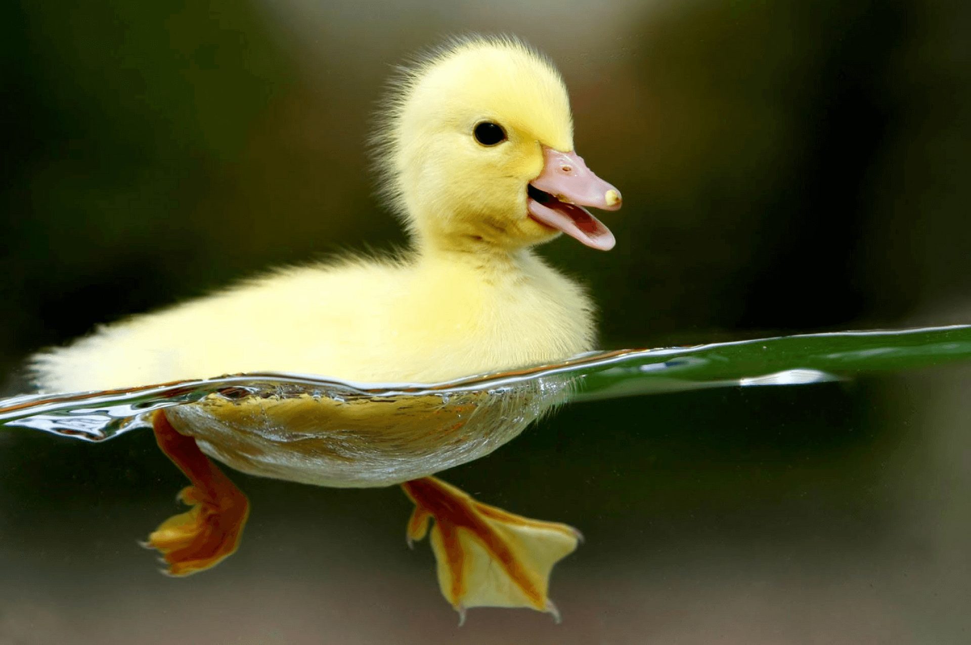 Beberapa tips memelihara bebek agar tidak terkena serangan penyakit