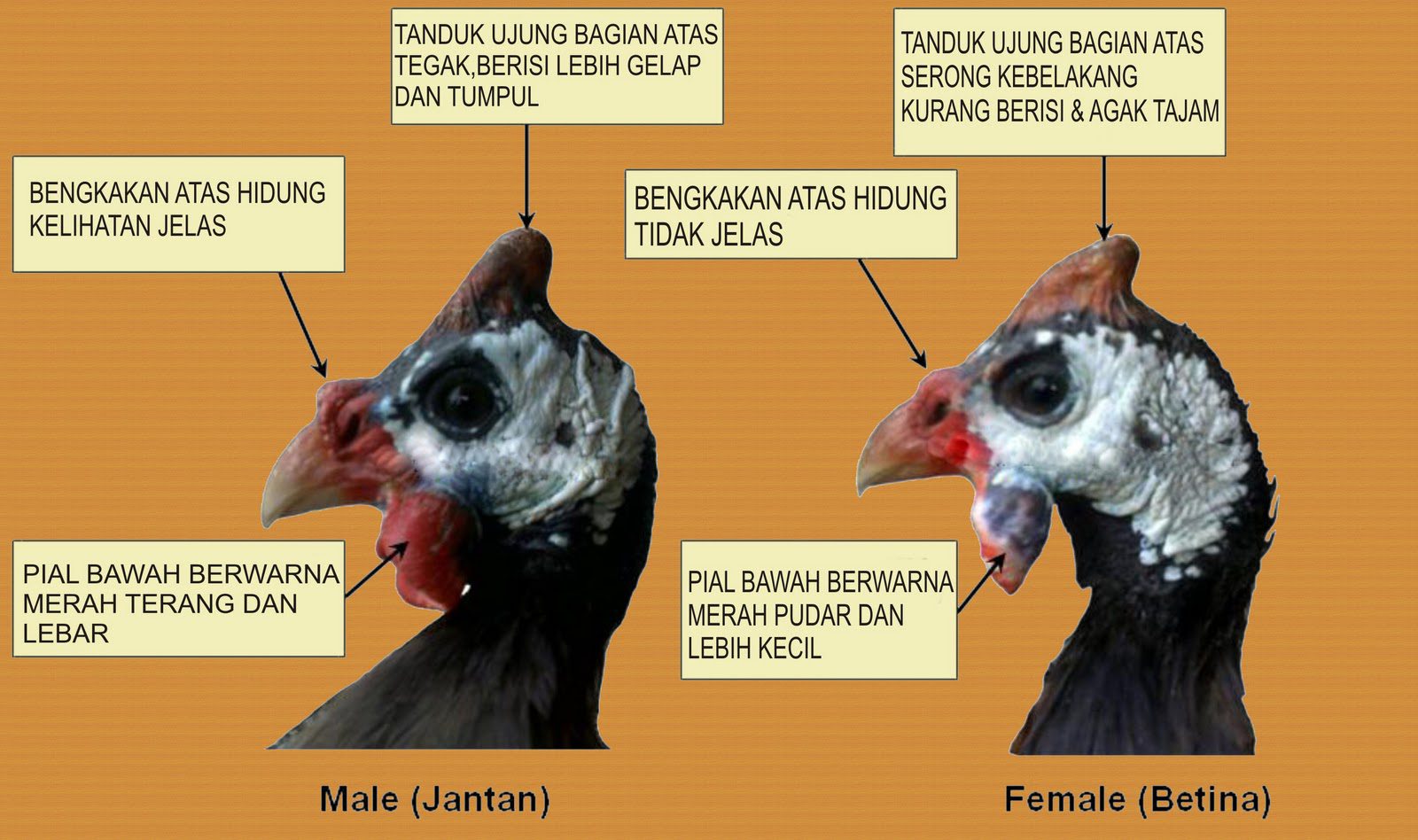 Bentuk visual kepala ayam mutiara jantan dan betina terlihata jelas perbedaan diantaranya keduanya | image 3