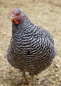 the most popular chickens in the world