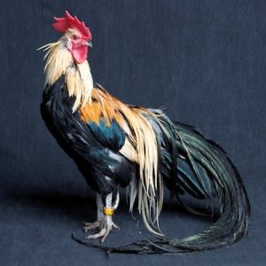 Onagadori is a rare chicken breeds from Japan and now it's quite difficult to find.