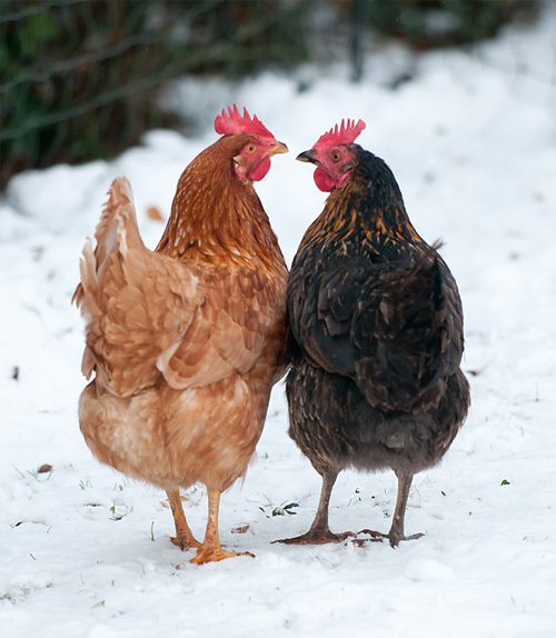 taking care of chickens during the winter