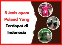 3 Jenis ayam Poland Yang Terdapat di Indonesia 3 Jenis ayam Poland Yang Terdapat di Indonesia | cover
