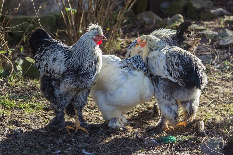 Ayam brahma termasuk jenis ayam yang memiliki postur tubuh yang besar. Asal dari ayam brahma ini yaitu dari India