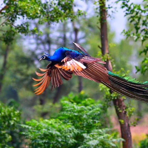 3 Jenis Burung Merak : Paling Cantik Di Dunia Unggas