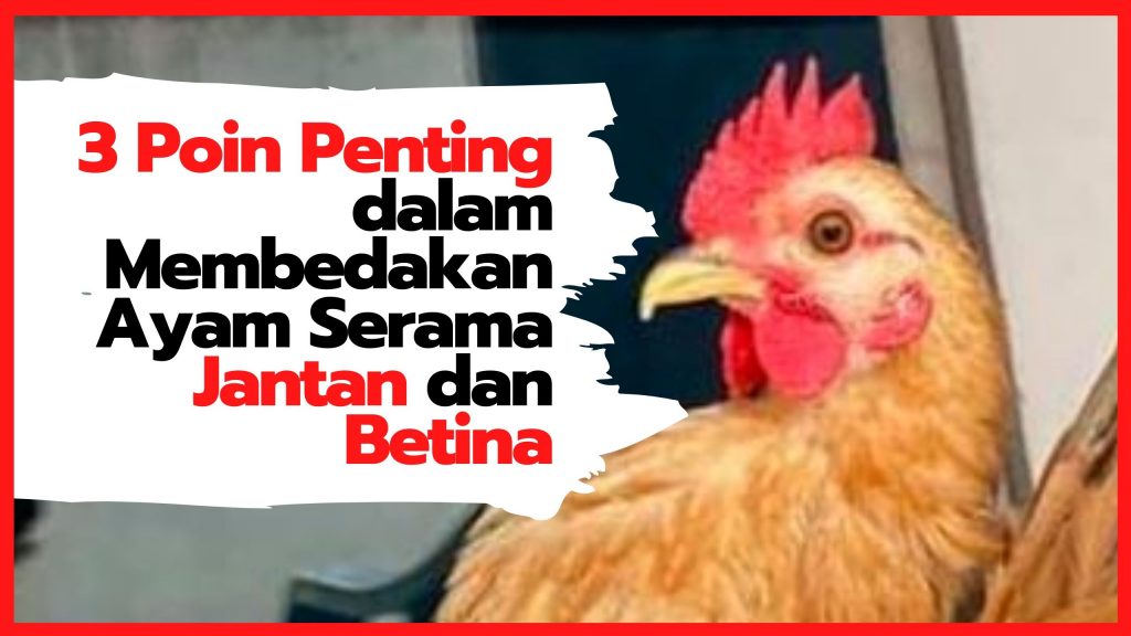 3 Poin Penting Dalam Membedakan Ayam Serama Jantan Dan Betina