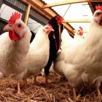Ayam broiler terkenal dengan pertumbuhannya yang cukup cepat ~ image 3