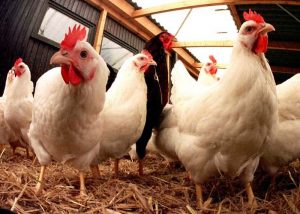 Ayam broiler adalah jenis ayam potong yang pertumbuhannya sangat cepat, pada usia 35 hari sudah dapat dipanen | image 1