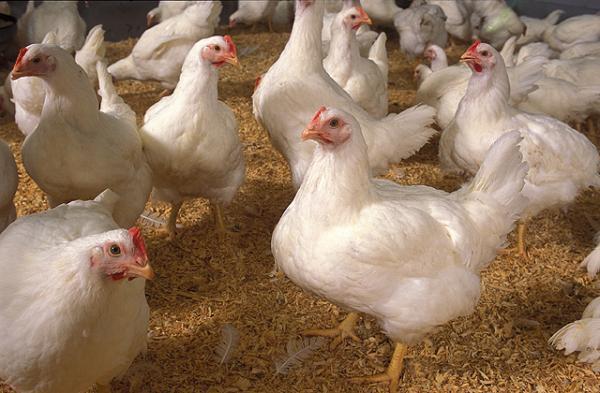 Memiliki masa panen yang cepat yakni 35 hari, membuat ayam broiler menjadi primadona di kalangan peternak ayam potong | Image 1
