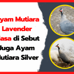 Ayam Mutiara Lavender Biasa di Sebut Juga Ayam Mutiara Silver