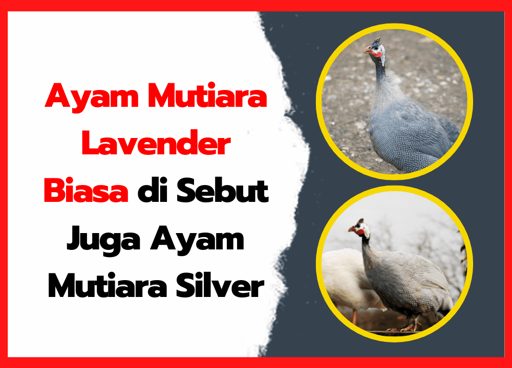 Ayam Mutiara Lavender Dapat di Sebut Juga Sebagai Ayam  Mutiara Silver