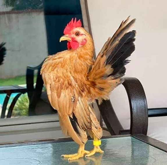 Jenis ayam serama memang termasuk jenis ayam yang paling percaya diri bila di banding dengan jenis ayam lain