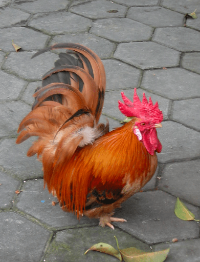 Ayam kate juga memiliki keunikan tersendiri, dari postur tubuhnya yang kecil dan lucu banyak juga yang berminat untuk pelihara ayam ini | Ayam kate unik