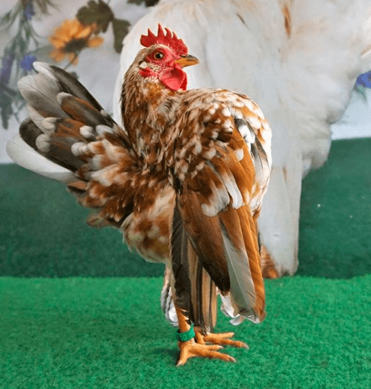 Salah satu contoh foto keunikan ayam serama unjuk kebolehan pada saat kontes | Kontes ayam serama