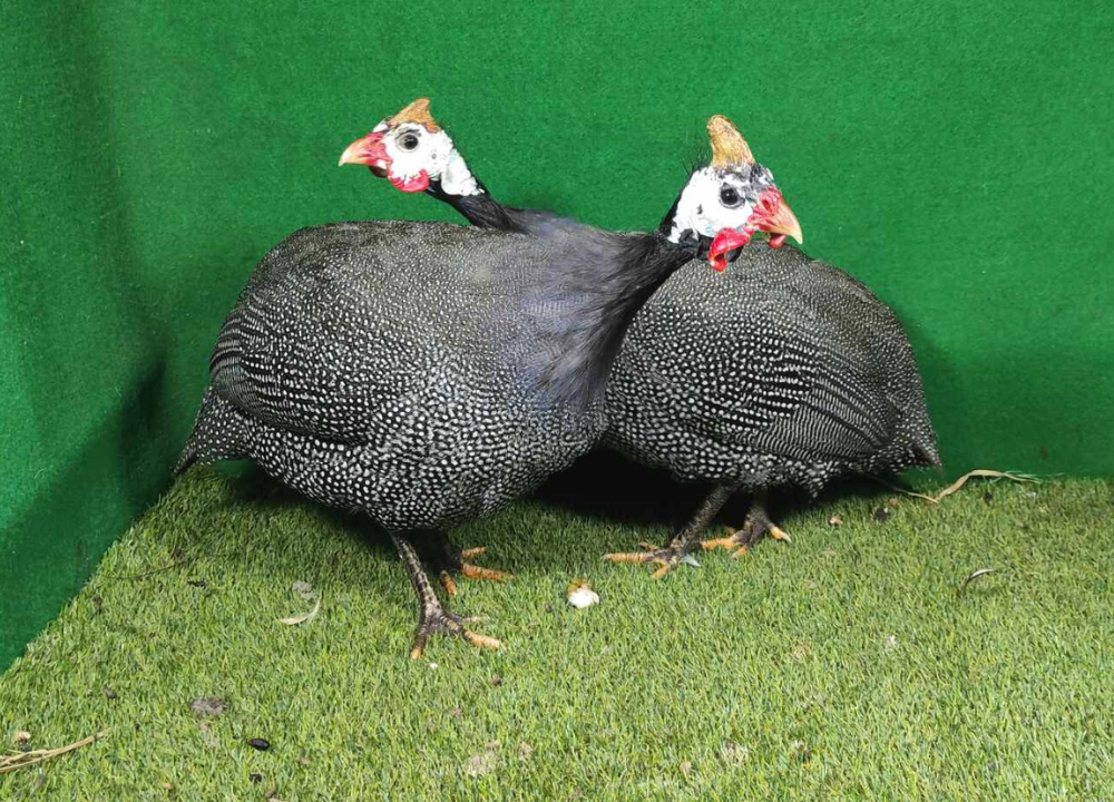 Berapakah Jumlah Telur Ayam Mutiara dalam Sekali Musim Bertelur
