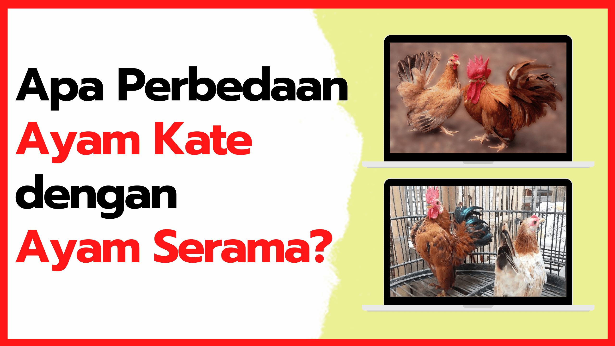 Mau Tau Apa Perbedaan Ayam Kate dan Ayam Serama, Ini dia Jawabannya!!! | Perbedaan kate dan serama