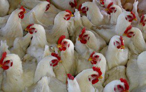 Ayam broiler memiliki kandungan kalsium dan fofsor yang bermanfaat untuk tubuh