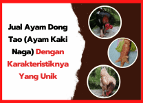 Jual Ayam Dong Tao (Ayam Kaki Naga) Dengan Karakteristiknya Yang Unik Jual Ayam Dong Tao (Ayam Kaki Naga) Dengan Karakteristiknya Yang Unik | cover