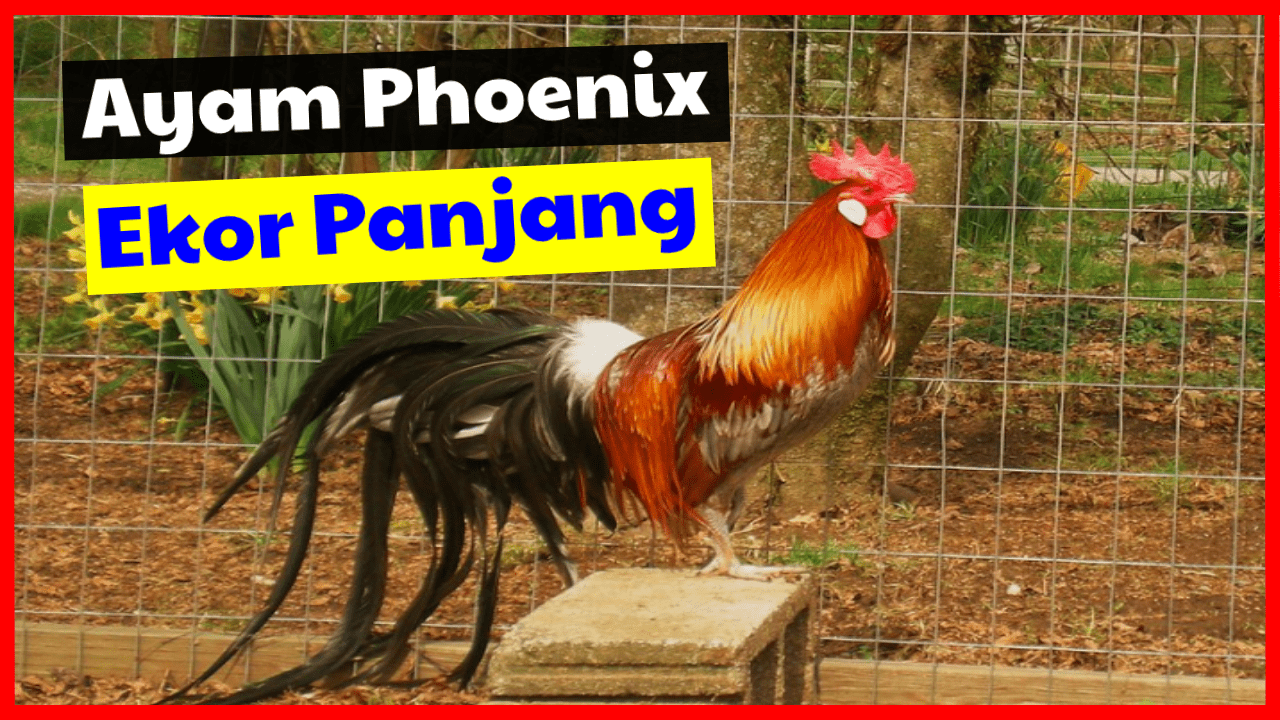 Jual Ayam Phoenix Unik yang Memiliki Ekor Panjang