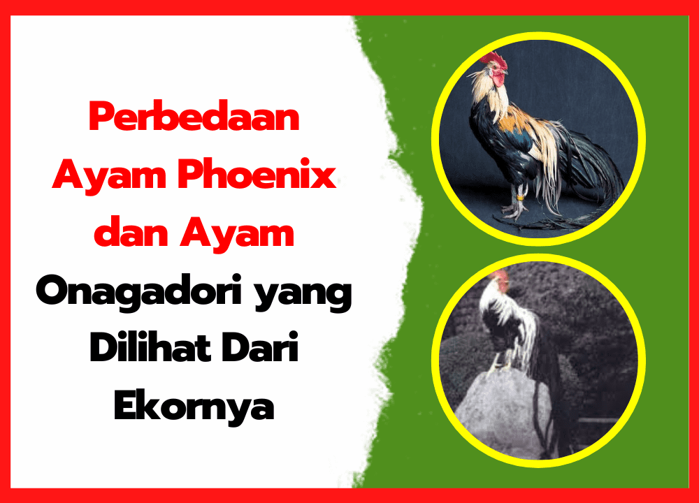 Perbedaan Ayam Phoenix dan Ayam Onagadori yang Dilihat Dari Ekornya