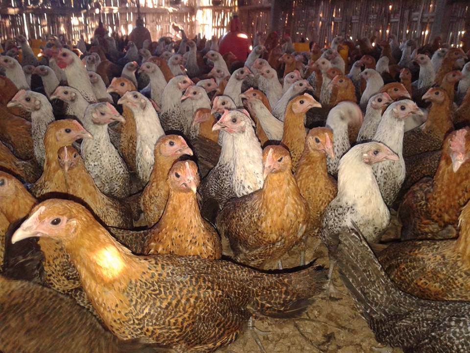 Ayam Arab Betina Persiapan Produksi