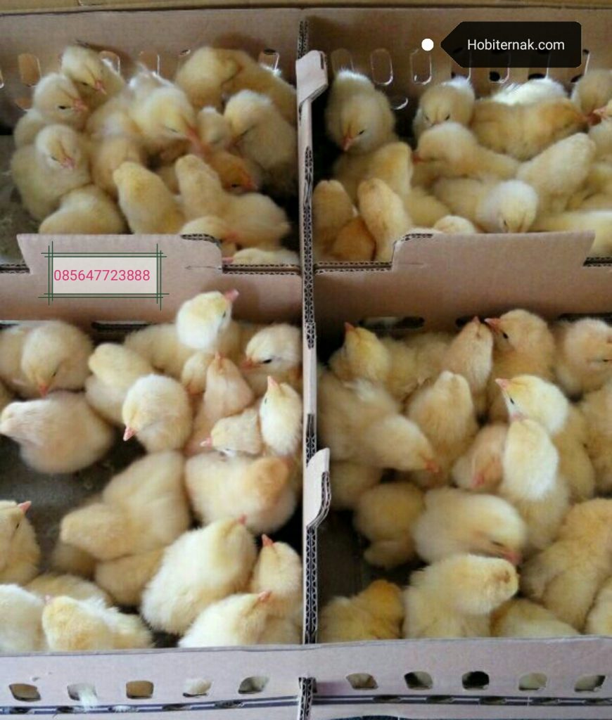 Dapatkan DOC Ayam Pejantan usia baru saja menetas di hobiternak.com kami siap kirim ke seluruh wilayah Indonesia | image 4