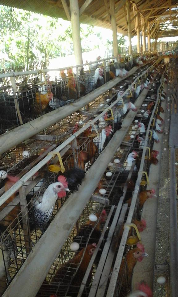 Peluang usaha ternak ayam arab petelur saat ini masih memiliki potensi yang bagus | image 3