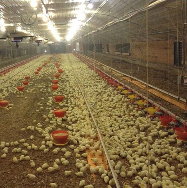 Menerapkan kandang close house untuk beternak ayam memiliki kelebihan dan keuntungan yang banyak | image 2