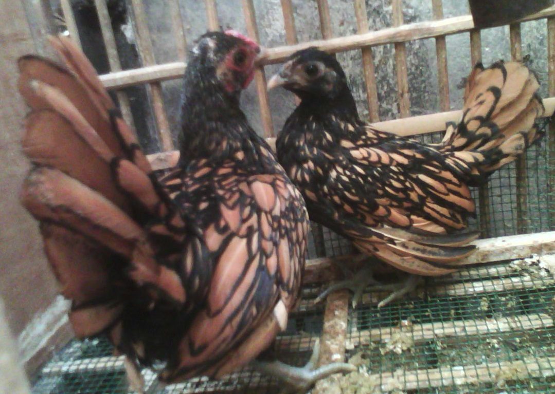 Ayam Batik Kanada Coklat Gold Umur 3 Bulan Pesanan Bapak Suwanto di Surabaya