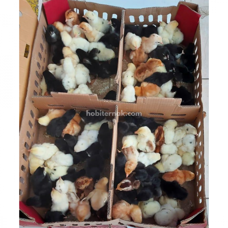Solusi Panen Lebih Cepat untuk Ayam Kampung Super (JOPER)