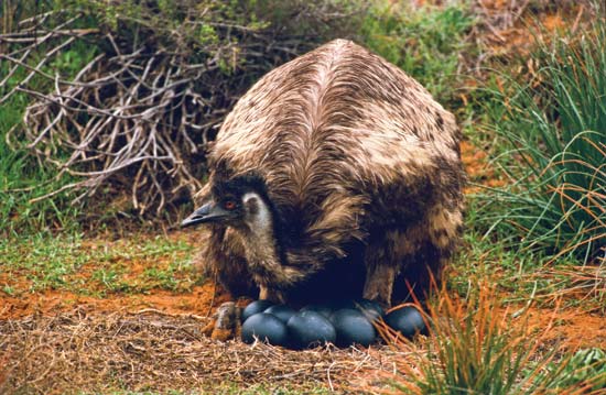 Emu and the eggs, when viewed from a distance the eggs are black, but actually dark green-almost black.