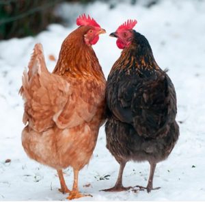 Taking Care Of Chickens During The Winter Keep Your Chicken Warm