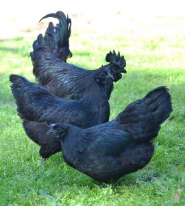 Banyak muncul kepercayaan atau mitos-mitos tentang ayam cemani dan hal tersebut belum tau kebenarannya | Mitos ayam cemani