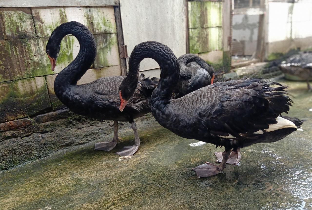 Black Swan Usia Dewasa
