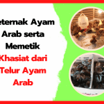 Beternak Ayam Arab serta Memetik Khasiat dari Telur Ayam Arab