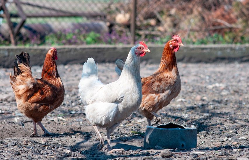 Beternak ayam dengan sistem semi intensif yaitu peternak sudah menggunakan kandang namun kadang masih di umbar