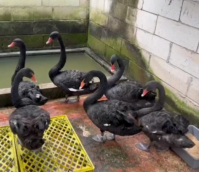 Beberapa angsa hitam berkumpul di kandang yang dilengkapi kolam air.