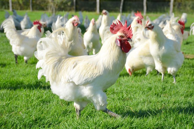 Bresse chickens are the most expensive chicken to eat, because they have a good quality meat.