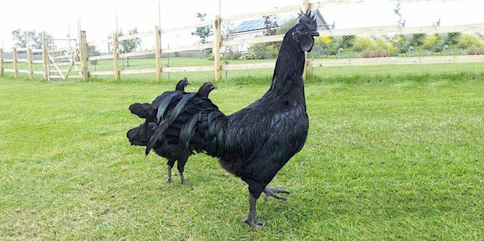 Cemani chicken is one of an exotic chickens in the world, the price of cemani chicken also quite high.