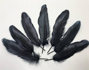 Cemani's feathers