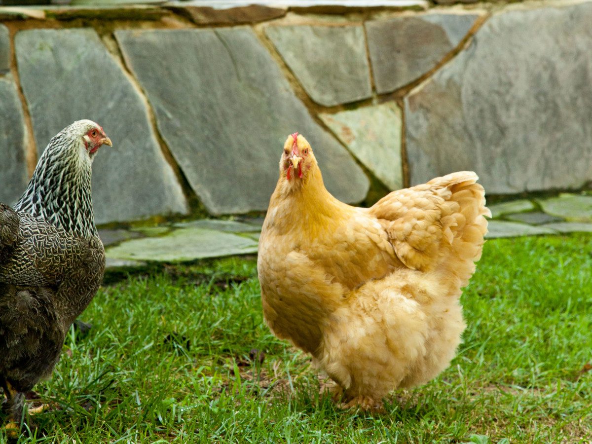 almost similar to Brahma chicken, this cochin chicken also has thick feathers but has a more rounded body shape.