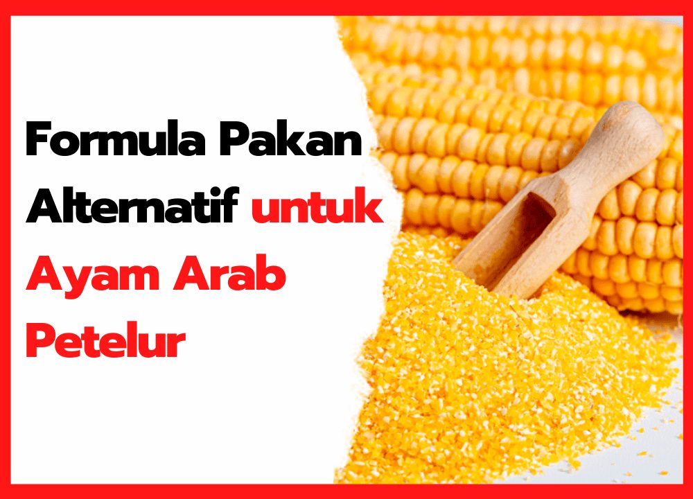 Formula Pakan Alternatif untuk Ayam Arab Petelur | cover