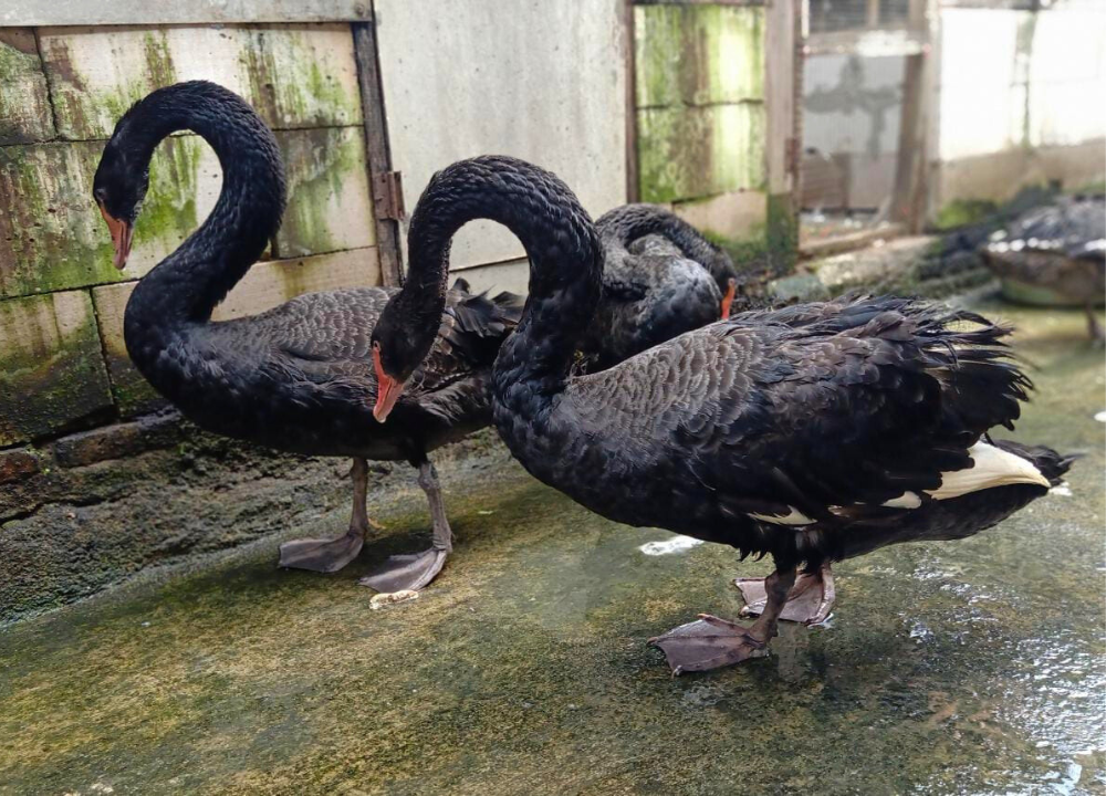 Harga Anak Angsa Hitam Serta Pembudidayaan Angsa Hitam