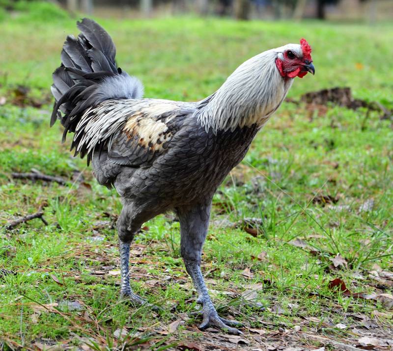 If you see a Liege fighter chicken photo, you will see a strong and sturdy body.